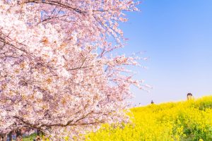 【二十四節気】清明とは？2026年はいつ？意味や食べ物、清明節や清明祭も解説